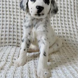Hoya - LUA long coat - White and black female Dalmatian puppy in Jefferson, Georgia from Spotted Jewels Dalmatians