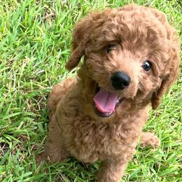 Max - Red  male Poodle puppy in Nacogdoches, Texas from BA Mini Poodles
