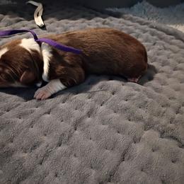 Misty (Purple Collar) - Red tri-color female Australian Shepherd puppy in Okeechobee, Florida from Rothsolid Puppies
