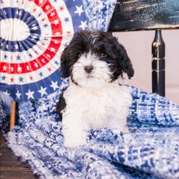 Josie - Black and white female Cavapoo puppy in Tucson, Arizona from Ever After Doodles Arizona