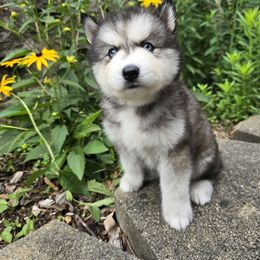 Roxanne - Black and white female Siberian Husky puppy in Addison, Michigan from Gray Run Siberian Huskies