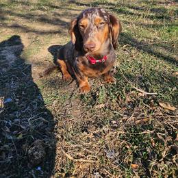 Kimber - Dachshund