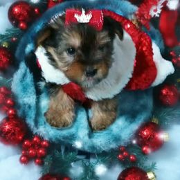 Christmas - Black and tan female Yorkshire Terrier puppy in Carriere, Mississippi from Sassy Schnauzers