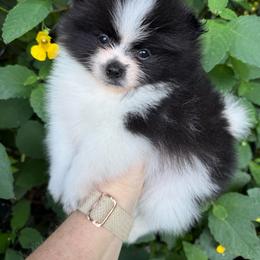 Domino - Black parti male Pomeranian puppy in Zionville, North Carolina from Shaner Poms