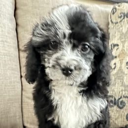 Cavapoo Puppies from Corey’s Pups