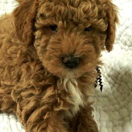Blue - Red  male Poodle puppy in Alexandria, Virginia from Skye Chase Poodles