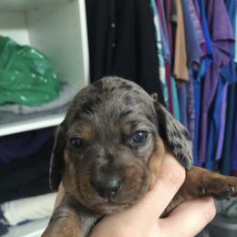 Dachshund Puppies from Hursh’s Hounds