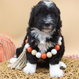 Fairy Godmother - Black and white female Bernedoodle puppy in Scottsville, Kentucky from Barren River Bernedoodles and Poodles