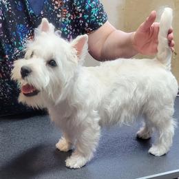 West Highland White Terrier All Grown Up from Dixieland Westies