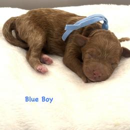 Blue boy - Red  male Goldendoodle puppy in Lewisville, Texas from Zink Doodles