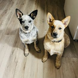 Australian Cattle Dog and French Bulldog Puppies from Sugarloaf French bulldogs and Australian cattle dogs
