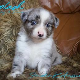 Splash - Blue merle male Australian Shepherd puppy in Grapeland, Texas from Smokin K Aussies