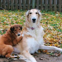 Freebie - Borzoi puppy in Des Moines, Iowa from Luxor Borzoi