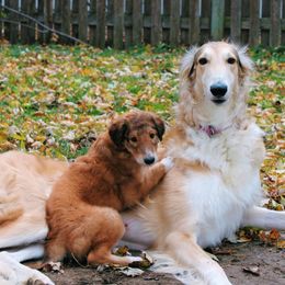 Freebie - Borzoi puppy in Des Moines, Iowa from Luxor Borzoi