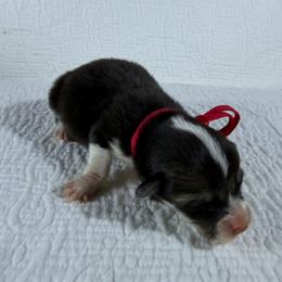 Red Collar Female - Black and tan female Pembroke Welsh Corgi puppy in Victoria, Texas from Clear Creek Corgis