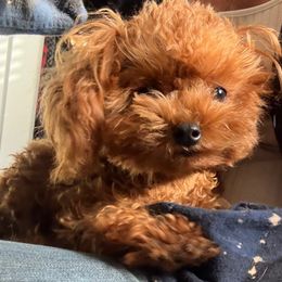 Girl 1 - Poodle puppy in Taylorsville, North Carolina from SilverLining highlands and hounds
