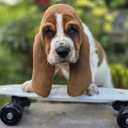 Basset Hound puppies from Northstar