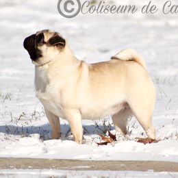 Sugar - Pug