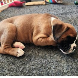 Boxer Puppies from Lone Pine Boxers