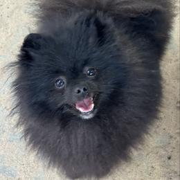 Remington - Pomeranian