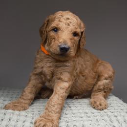 Mars. Orange collar - Apricot male Goldendoodle puppy in Placentia, California from Zari Benji Doodles