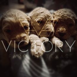 Goldendoodles and Poodles from Victory Farm of Texas
