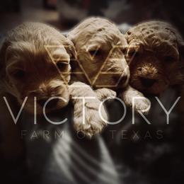 Goldendoodles and Poodles from Victory Farm of Texas