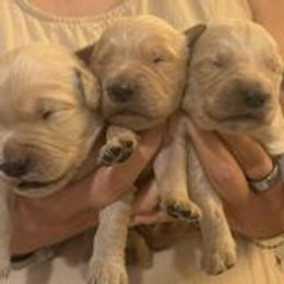 Golden Retriever Puppies from King's Golden Retrievers