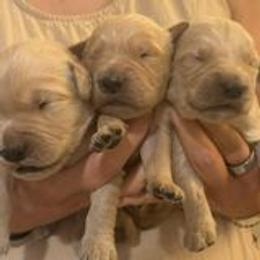 Golden Retriever Puppies from King's Golden Retrievers