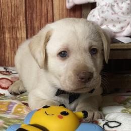 Boy 7 - male Labrador Retriever puppy in Newmanstown, Pennsylvania from Royalty Retrievers