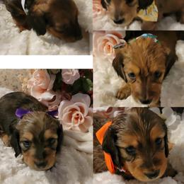 Dachshund Puppies from CLARK'S BREEDING PROGRAM