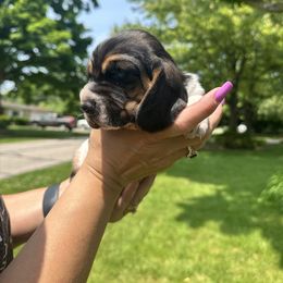 Basset Hound Puppies from Basset Hound Puppies of Michigan