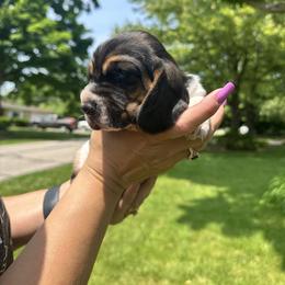 Basset Hound Puppies from Basset Hound Puppies of Michigan