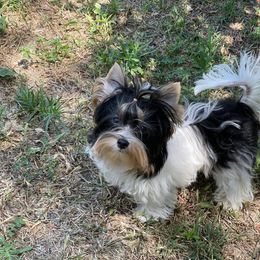 Biewer Terrier and Yorkshire Terrier Puppies from Yorkie Town California