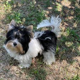 Biewer Terrier and Yorkshire Terrier Puppies from Yorkie Town California