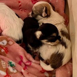 Peanut - Black and gold male Morkie puppy in Jamestown, North Carolina from North Carolina Maltese, Yorkies & Morkies(previously California Maltese, Yorkies & Morkies)