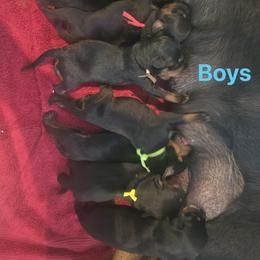 Puppy 6 - Black and mahogany male Rottweiler puppy in Hamburg, New York from World Class Rottweilers And French bulldogs