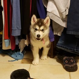 Alaskan Malamute Puppies from Delphi Alaskan Malamutes