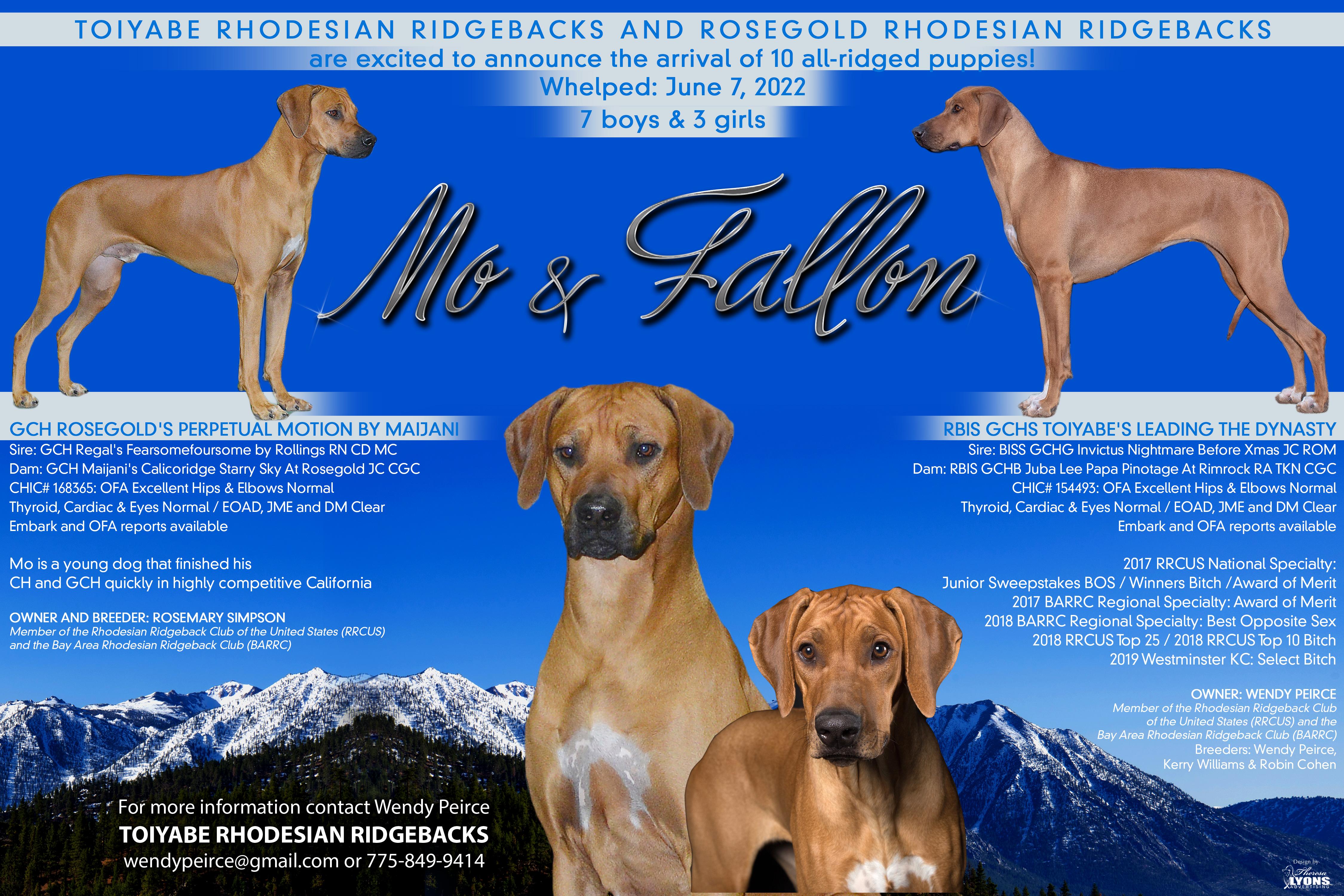 Toiyabe Rhodesian Ridgebacks in Nevada | Rhodesian Ridgeback puppies ...