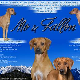 Rhodesian Ridgebacks from Toiyabe Rhodesian Ridgebacks