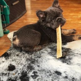 French Bulldog puppies from Burn 3 Farms
