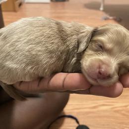 Dachshund Puppies from L & J Kennel