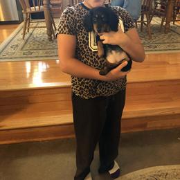 Dachshund Puppies from Birkin’ Paws