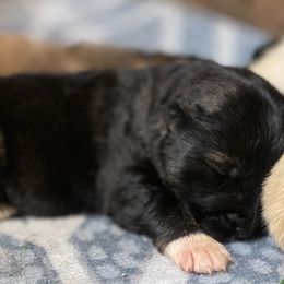 Caucasian Shepherd Dog Puppies from Sila V Krovi