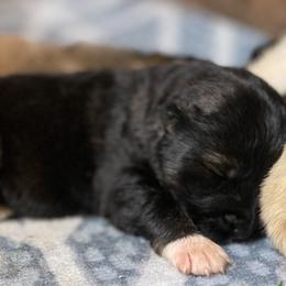 Caucasian Shepherd Dog Puppies from Sila V Krovi