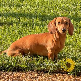 Ember - Dachshund