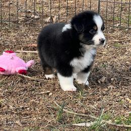Boy 6 - Black tri Miniature Australian Shepherd puppy in Greensboro, North Carolina from Rambling L Toy& Mini Aussies