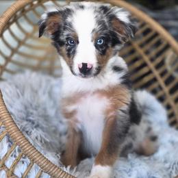 Crunch - Blue merle male Miniature Australian Shepherd puppy in Killen, Alabama from Wilkers Wholehearted Mini Aussies