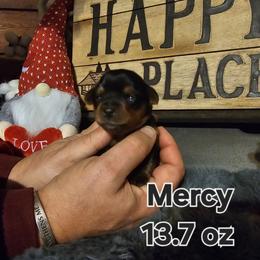 Mercy - Black and tan female Yorkshire Terrier puppy in Terrell, Texas from PBJ Farms