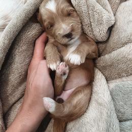 Goldendoodle Puppies from Cedarcrest Goldendoodles